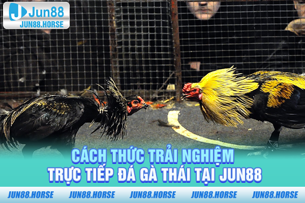 Cách thức trải nghiệm trực tiếp đá gà Thái tại JUN88