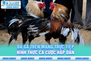 Đá Gà Trên Mạng Trực Tiếp - Hình Thức Cá Cược Hấp Dẫn