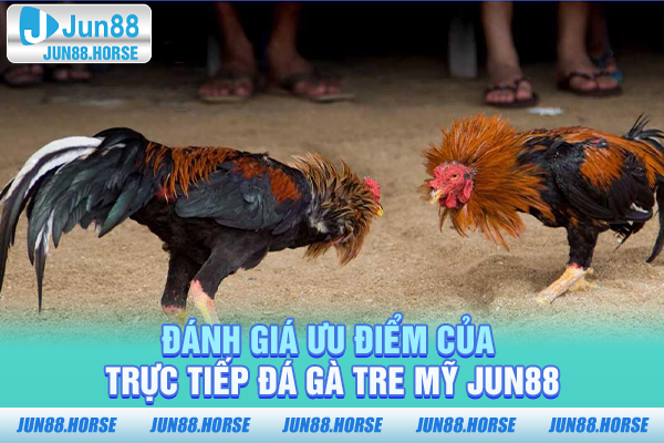 Đánh giá ưu điểm của trực tiếp đá gà tre Mỹ JUN88
