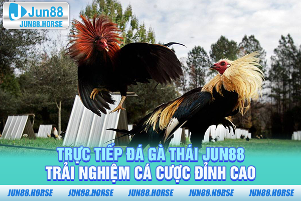 Trực Tiếp Đá Gà Thái JUN88 - Trải Nghiệm Cá Cược Đỉnh Cao